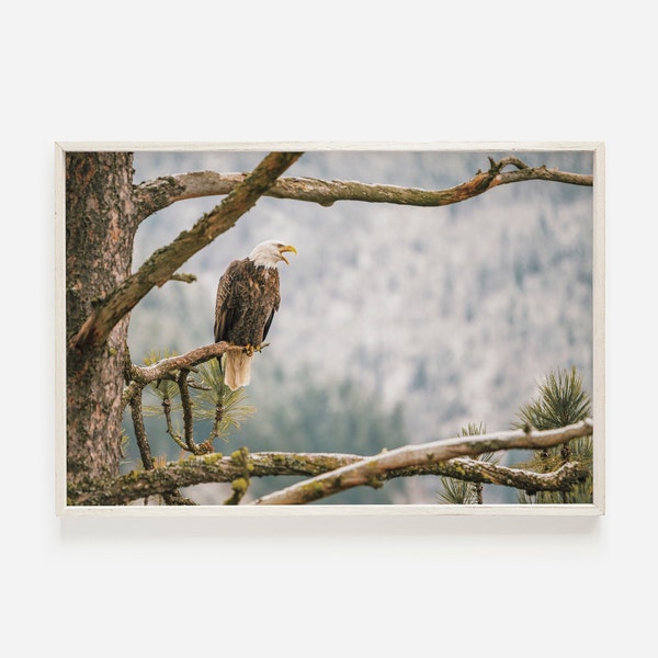 Bald Eagle Printable, Wildlife Photography, Montana Eagle Wall Art, Rustic Digital Art, Bald Eagle Poster, Nature Digital Download Eagle Art
