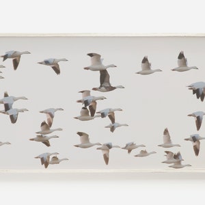 Samsung Frame TV Art, Seagull Birds, Coastal Bird Photo, Seagull Art for Frame TV, Beach Birds Print, Seagulls at Beach, Neutral Coastal TV