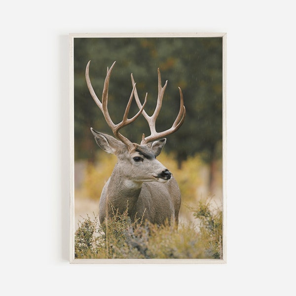 Mule Deer in Field of Sagebrush, Colorado Mule Deer Buck, Mule Deer Photo for Lodge, Cabin Wall Decor, Mule Deer Printable, Colorado Muley