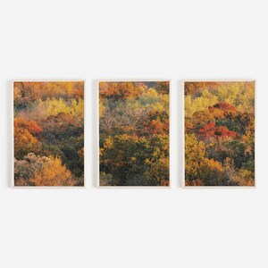 May include: A triptych of framed photographs showing an autumnal forest scene. The trees are a mixture of yellow, orange, red, and green.