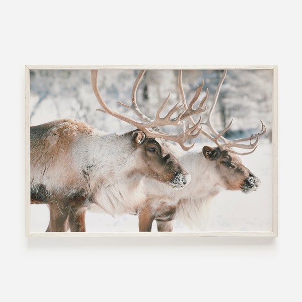 Caribou Wall Art, Rustic Lodge Decor, Rennes Printable, Winter Deer Photo, Lodge Wall Art, Wildlife Photography, Rustic Reindeer Poster