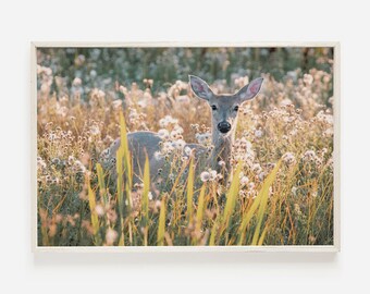 Mule Deer In Field, Spring Deer Wall Art, Western Mule Deer Photo, Rustic Home Decor, Mule Deer Photography, Nature Printable Wilderness Art