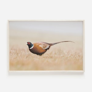 Pheasant Print, Midwest Wall Art, Bird Hunting Photo, Pheasant Digital Art, Lodge Style Print, Pheasant Printable, Rustic Cabin Decor