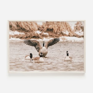 May include: A group of four geese in a river. One goose is standing with its wings spread wide, while the other three are swimming. The water is a light brown color, and the background is a blurry image of a snowy riverbank.
