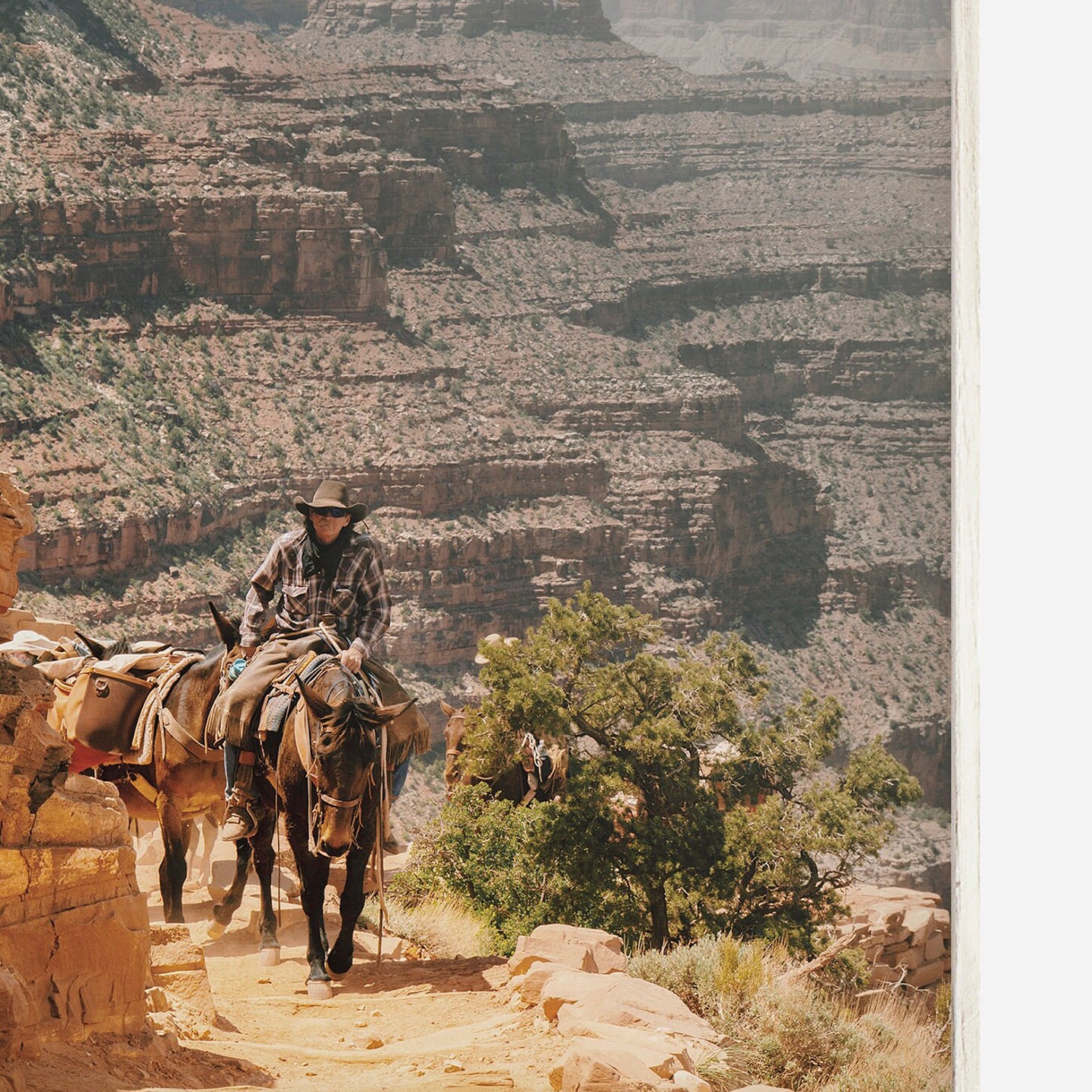 Mules in Grand Canyon Pack Mule Wall Art Western Heritage Etsy