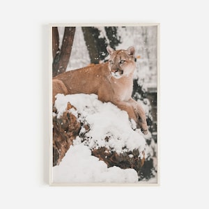 Puede incluir: Un gran puma marr&oacute;n se sienta en un tronco de &aacute;rbol cubierto de nieve en un bosque nevado. El puma mira hacia la derecha del marco.