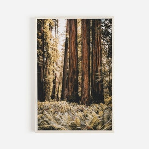 Waldboden Print, Pacific Northwest Poster, Farne im Wald, Redwood Bäume druckbar, Lodge Stil Dekor, Redwood Fotografie, PNW Landschaft