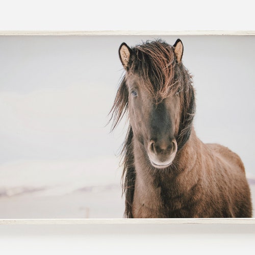 Icelandic Horses Print Shaggy Horse Photo Horse Wall Art Etsy