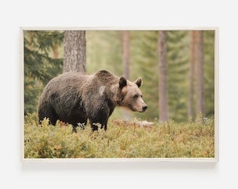 Poser del oso grizzly, arte de la pared de la vida silvestre, foto del grizzly de Montana, fotografía del oso grizzly, imprimible en la naturaleza, arte de la pared de la naturaleza, decoración rústica