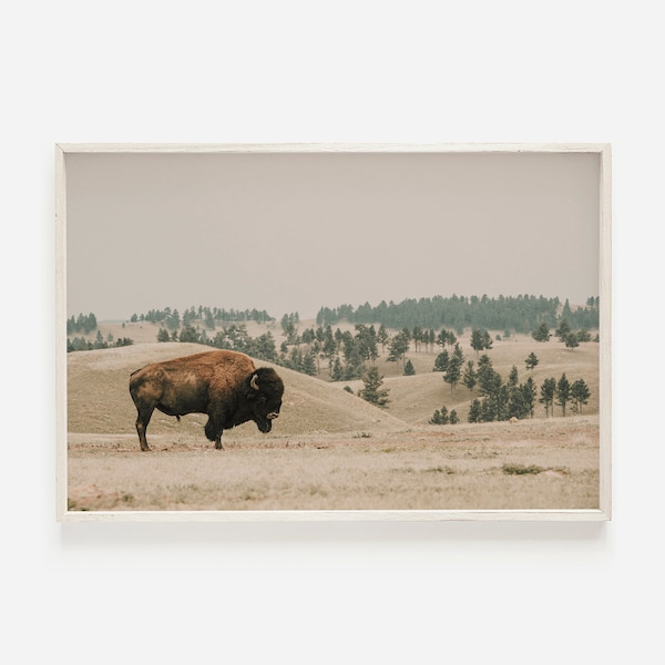 Western Bison Wandkunst, Bison in Montana, Waldlandschaft, rustikales Wohndekor, Bison druckbar, amerikanischer Büffel Poster, Bison Landschaftsdruck