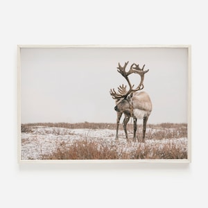 Foto de reno, impresión navideña neutra, imprimible con animales, arte de pared de renos de invierno, impresiones de invierno, foto de Navidad, arte de renos de granja