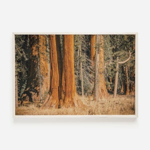 Redwood Print, Eureka California, Sequoia Park Photo, Redwood Trees Wall Art, National Park Print, Printable Wall Art, Downloadable Print