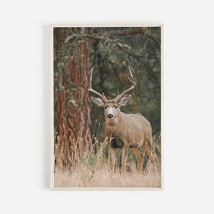 Mule Deer Wall Art, Rustic Home Decor, Colorado Mule Deer, Nature Photography, Mule Deer Poster, Deer Printable, Western Deer Photo