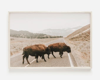 Puede incluir: Dos bisontes marrones caminan por un camino pavimentado en un paisaje montañoso. El camino está bordeado de hierba seca y las montañas están en la distancia.
