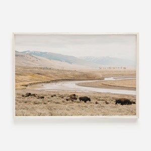 Bison kudde in Yellowstone, Lamar Valley Bison kunst, Buffalo kudde fotografie, westerse Wildlife print, Yellowstone landschap, Lamar Valley Bison