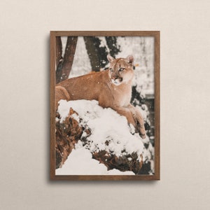 Puede incluir: Un puma marr&oacute;n y beige se sienta en una rama de &aacute;rbol cubierta de nieve en un bosque nevado. El puma mira hacia la derecha del marco.