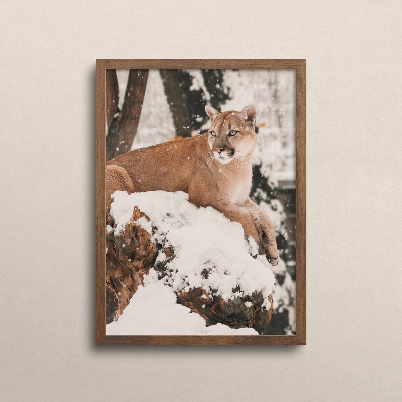 Puede incluir: Un puma marr&oacute;n y beige se sienta en una rama de &aacute;rbol cubierta de nieve en un bosque nevado. El puma mira hacia la derecha del marco.