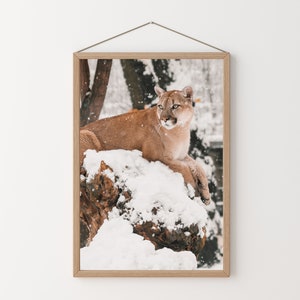Puede incluir: Un puma marr&oacute;n y tostado se sienta en una rama de &aacute;rbol cubierta de nieve en un bosque nevado. El puma mira hacia la derecha del marco.