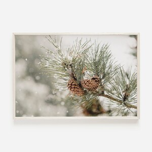 Pine Cone Photo, Rustic Decor, Winter Wall Art, Nature Print, Pine Cone Home Decor, Christmas Wall Art, Woodland Wall Art Large Poster Print