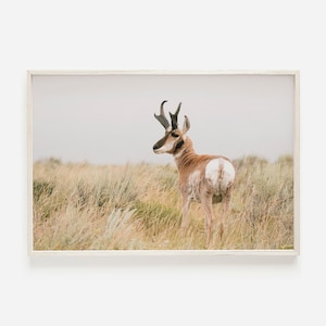 Pronghorn Photography, Western Antelope Print, Wyoming Nature Wall Art, Antelope Digital Art, Pronghorn Landscape, Neutral Tones, Lodge Art