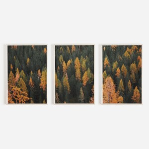 Conjunto de impresiones de bosque de pinos de otoño mixto, paisaje de Colorado, fotografía tríptico, arte mural de bosque de pinos, conjunto de 3 impresiones, arte rústico de la naturaleza occidental