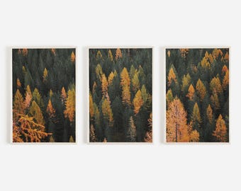 Mixed Autumn Pine Forest Print Set, Colorado Scenery, Triptych Photography, Pine Forest Wall Art, Set of 3 Prints, Rustic Western Nature Art