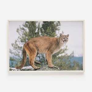 Mountain Lion on Rock, Western Wildlife Print, Mountain Lion Photography, Predator Wall Art, Big Cat Poster, Mountain Lion Home Decor