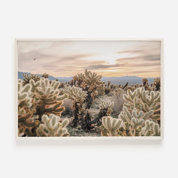 Cholla Cactus Desert, Pastel Desert Sky, Dry Desert Sunset View, Cactus Photography, Cholla Cactus Desert, Arizona Desert Plant Life