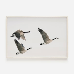 Drei fliegende Gänse, Gänsewanderung, graue Gänse Wandkunst, kanadische Gänse migrierend, Gans Fotografie, kanadische Gänsewildlife-Drucke