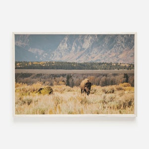 Impresión de paisaje de bisonte, bisonte caminando por el campo, foto de bisonte occidental, decoración rústica de bisonte, impresión de paisaje de búfalo, cartel de vida silvestre