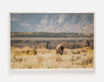 Impresión de paisaje de bisonte, bisonte caminando por el campo, foto de bisonte occidental, decoración rústica de bisonte, impresión de paisaje de búfalo, cartel de vida silvestre