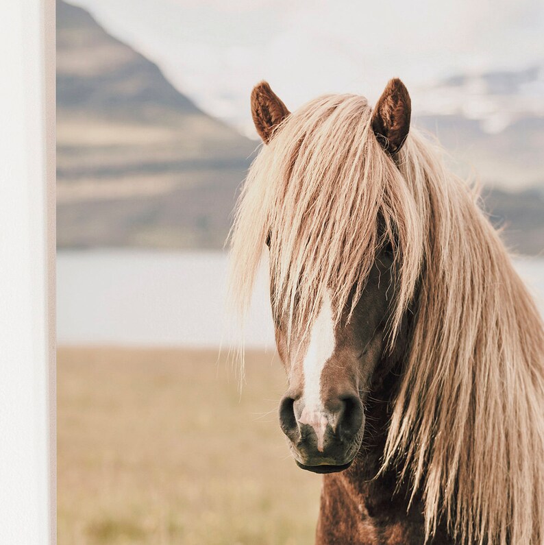 May include: A close-up of a brown horse with a long, flowing, light-colored mane and forelock. The horse has a white stripe down its face and is set against a blurred background of a mountain and a body of water. The horse is looking directly at the viewer.
