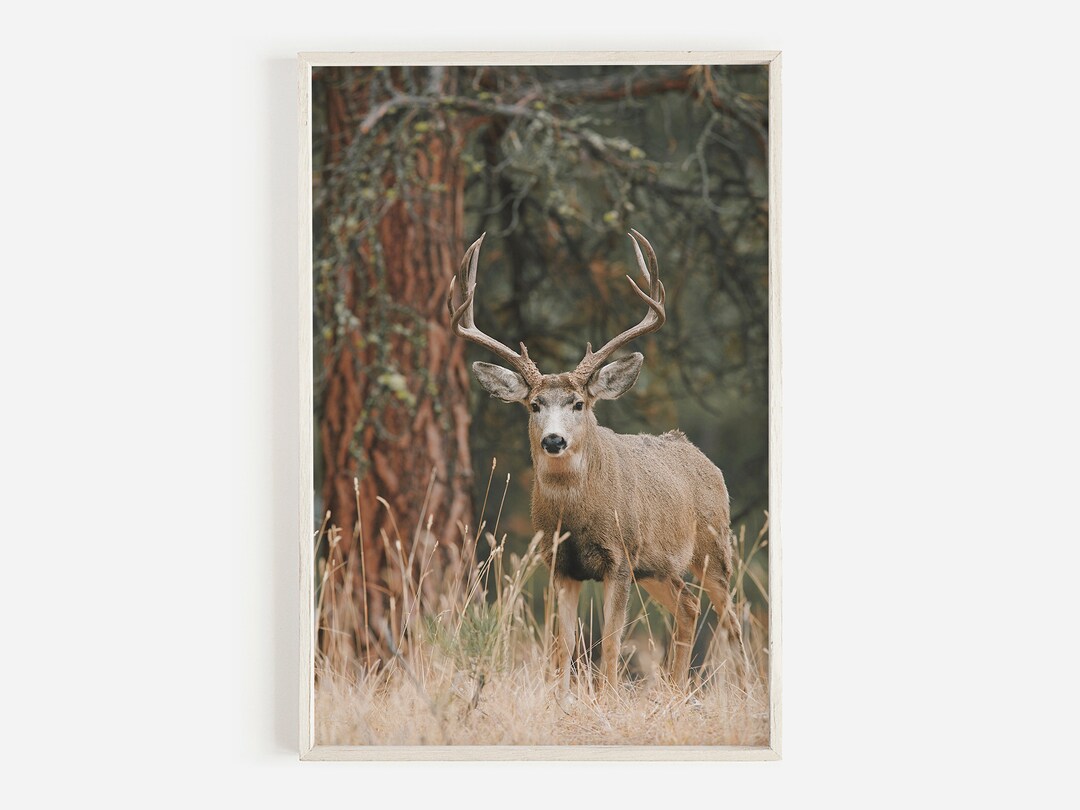 Mule Deer Wall Art Rustic Home Decor Colorado Mule Deer Etsy