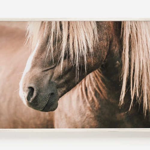 Icelandic Horses Print Shaggy Horse Photo Horse Wall Art Etsy