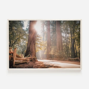 Redwood Forest Printable, California Redwoods, Eureka California Photo, Redwood Trees Print, Scenic Wall Art, Forest Canopy, Printable Art
