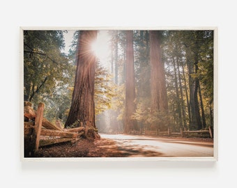 Redwood Forest Printable, California Redwoods, Eureka California Photo, Redwood Trees Print, Scenic Wall Art, Forest Canopy, Printable Art