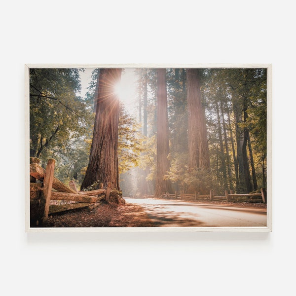 Redwood Forest afdrukbare, California Redwoods, Eureka California foto, Redwood bomen print, schilderachtige kunst aan de muur, bosluifel, afdrukbare kunst