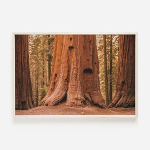 Redwood Forest, Eureka California Wall Art, Sequoia National Park Photo, Forest Printable Art, National Park Print, Printable Wall Art