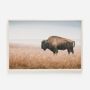 Puede incluir: Un bisonte marrón se encuentra en un campo de hierba alta y seca. El bisonte está mirando hacia la izquierda, con la cabeza baja. El fondo es un cielo azul brumoso.