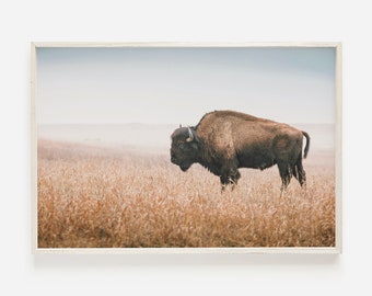 Bison in Wheat Field, Western Bison Decor, Montana Landscape, Buffalo Range Print, Montana Bison Photo, Western Home Print, Bison Poster Art