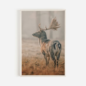 May include: A fallow deer with large antlers stands in a field of tall grass. The deer is facing away from the camera and looking to the left. The background is a blurry, light brown color.