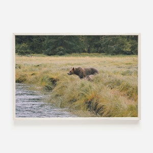 Grizzly Bear Fishing in Creek, Canadian Grizzly Fishing, Grizzly Bear Photography, Northern Rockies Grizzly Poster, Brown Bear Wall Art