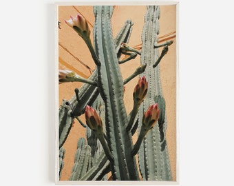 May include: A close-up of a group of cacti with green stems and pink flowers. The cacti are growing against a light orange wall.