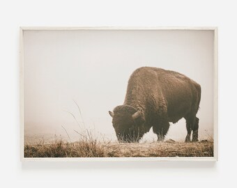 Puede incluir: Un bisonte marrón pastando en un campo de hierba alta. El bisonte está mirando hacia el lado izquierdo de la imagen y está parcialmente oscurecido por la niebla. El fondo es de un color marrón suave y apagado.