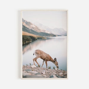 May include: A brown and white deer stands on a rocky shore by a lake with mountains in the background. The deer is looking down and appears to be eating something.