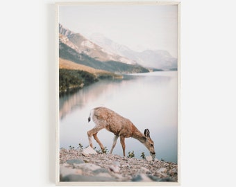 Deer Drinking On The Edge Of Lake, Alpine Lake Photo, Mule Deer Printable, Mountain Lake Wall Art, Deer Drinking From Lake, Wildlife Photo