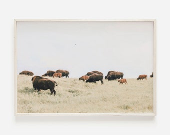 広大なバイソンの生息域、山頂のバイソンの群れ、コロラドのバイソンの写真、西部の野生動物のプリント、バイソンのデジタルアート、コロラドの自然ポスター