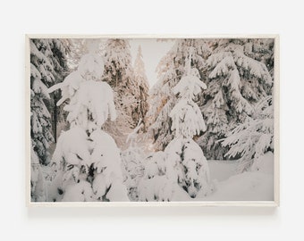 Könnte beinhalten: Eine schneebedeckte Waldszene mit hohen immergrünen Bäumen, die mit weißem Schnee bedeckt sind. Die Bäume stehen dicht beieinander und schaffen eine dichte und friedliche Atmosphäre. Das Sonnenlicht dringt durch die Äste und wirft einen sanften Schein auf den Schnee.