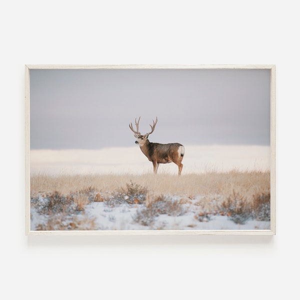 Mule Deer on the Horizon, Snowy Winter Deer in Field, Mule Deer Printable Art, Colorado Wildlife Print, Winter Mule Deer Photography