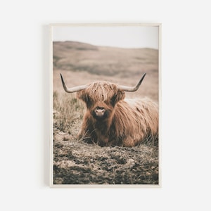 Highland Kuh, Kuh entspannt im Feld, Bauernhaus Kuh Foto, Highland Kuh Wohnkultur, braun Zottel Kuh, Highland Kuh Digital